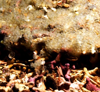 Eyed herring eggs on maerly seabed near Gairloch, March 2019 (photo Andy Jackson)